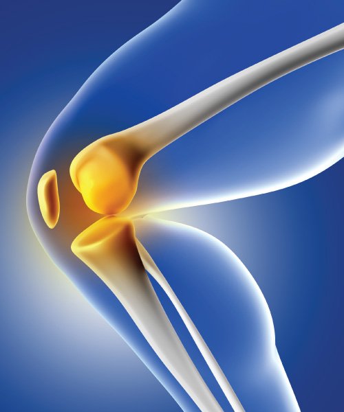 knee joint